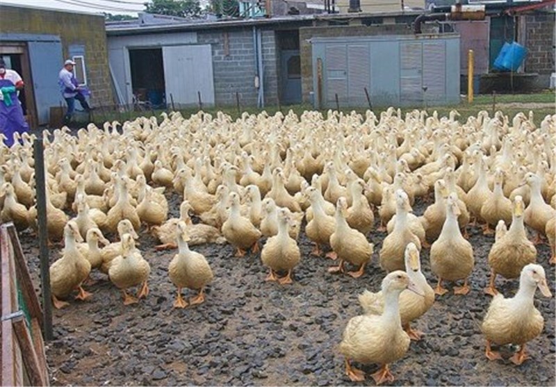 آموزش پرورش اردک ستاد جهاد کارآفرینی